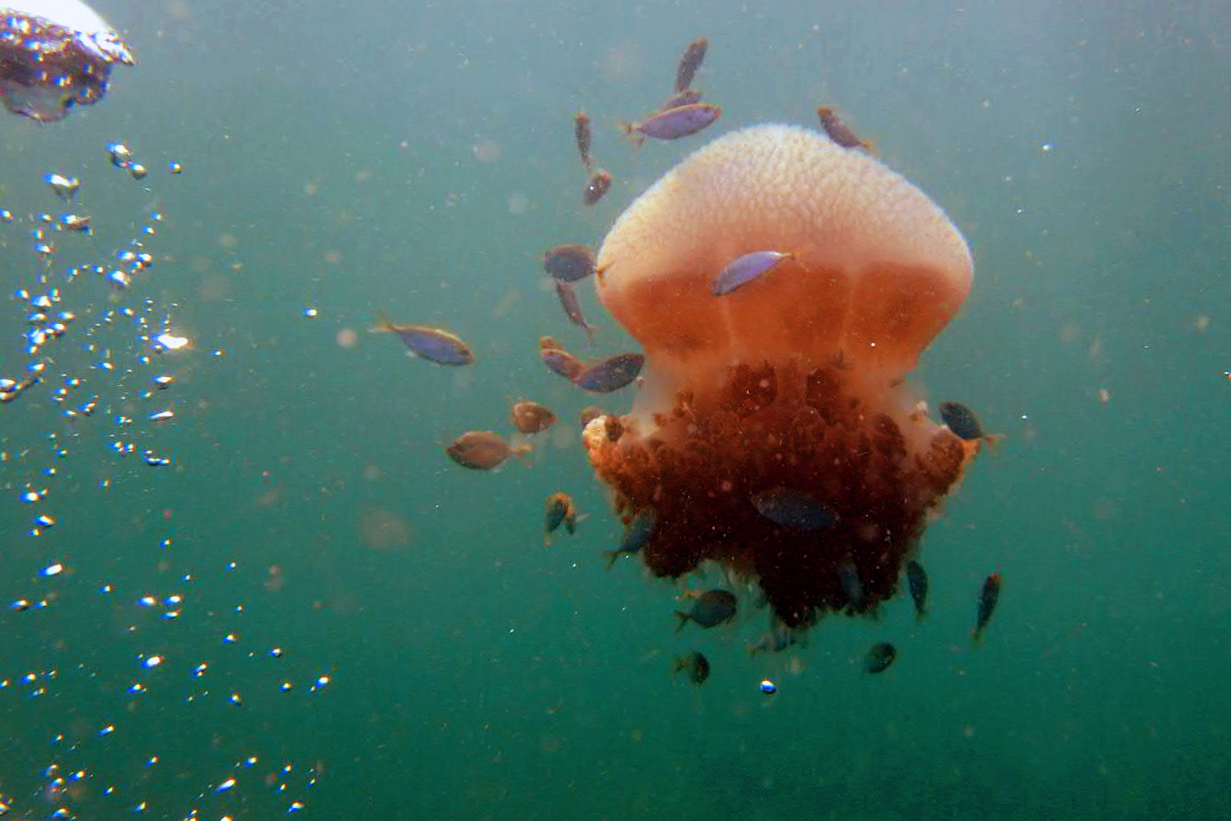 Free swimming Lion's mane jellyfish