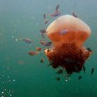 Free swimming Lion's mane jellyfish