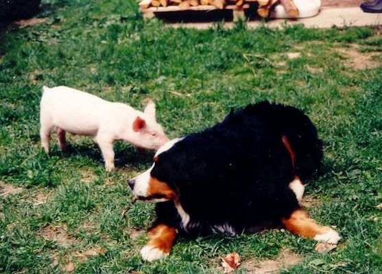 Free trifft den Senner