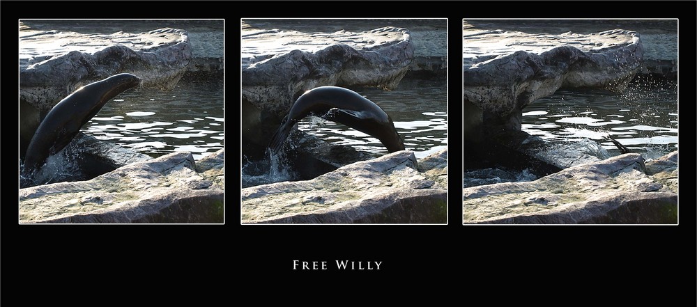 Free Willy...