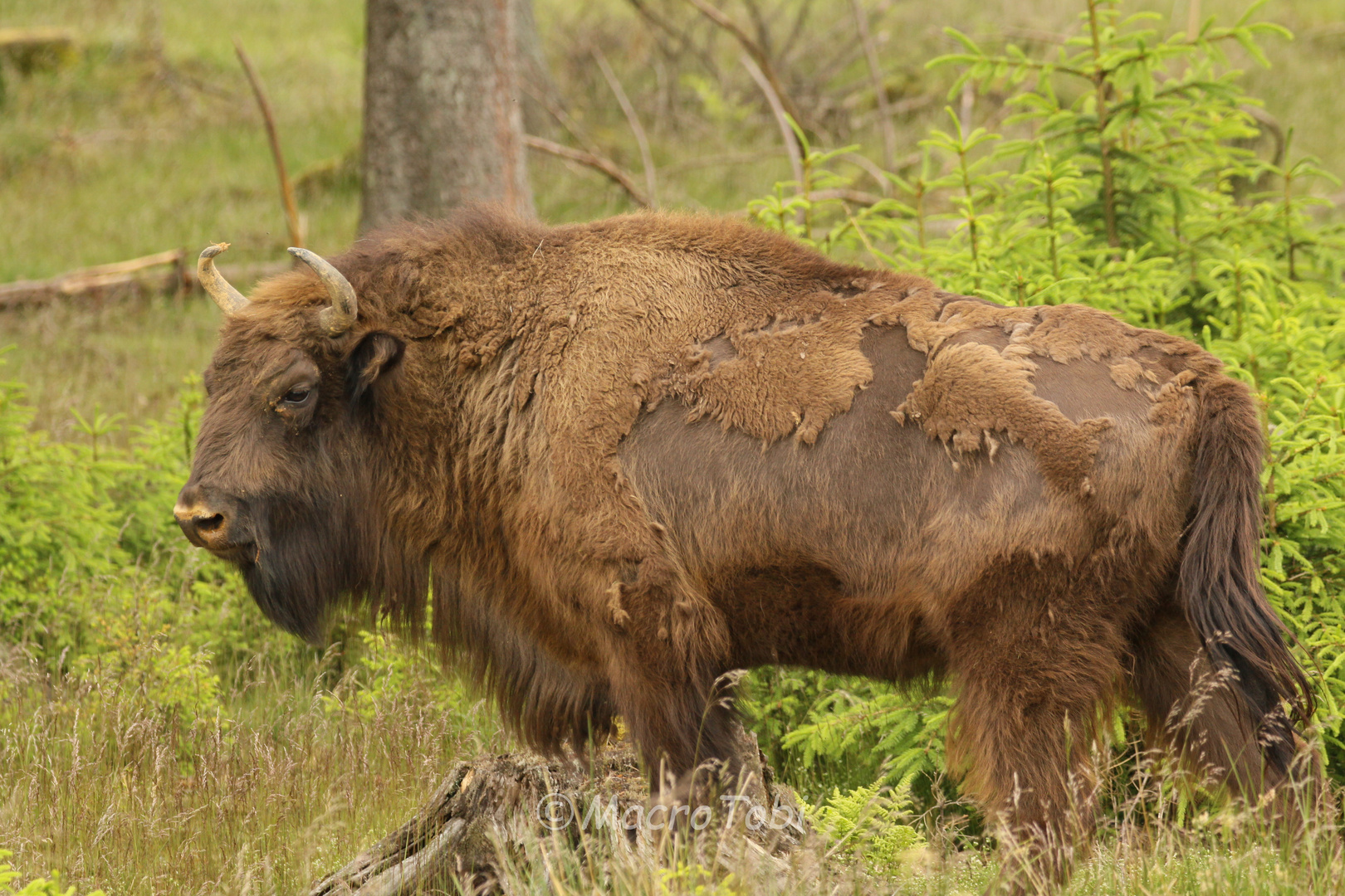 free Wisent 