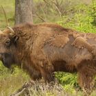 free Wisent 