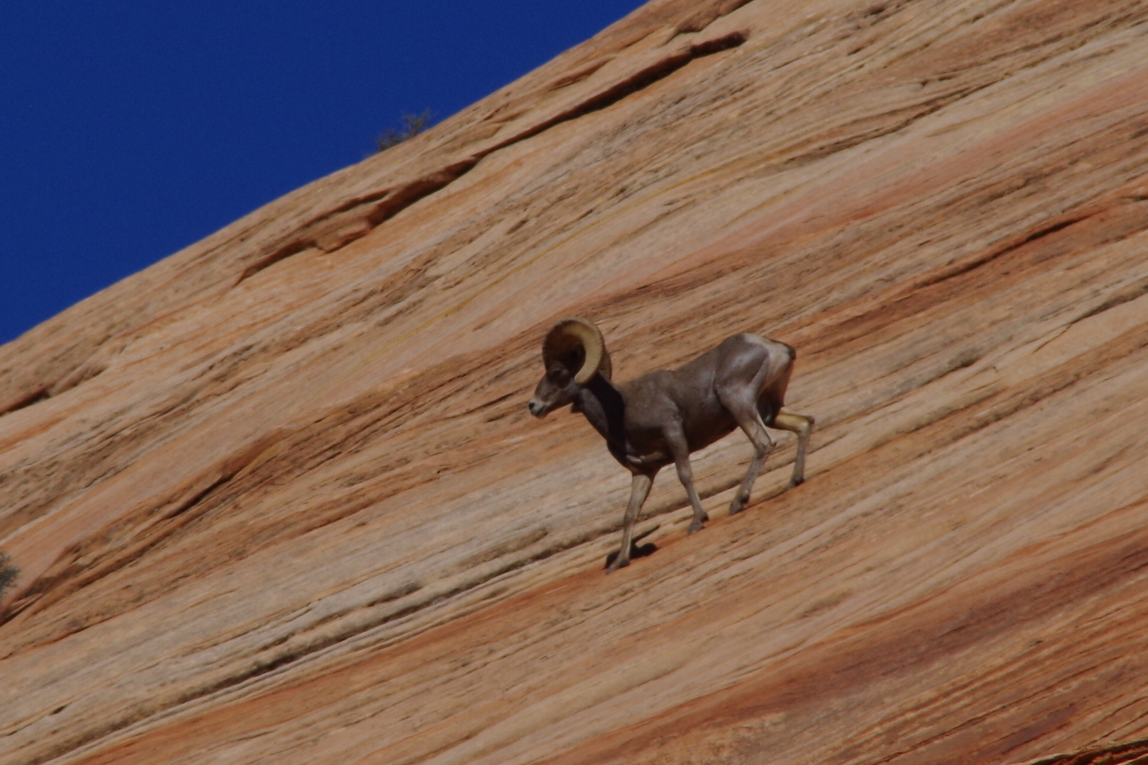 Freeclimber im Zion Nationalpark