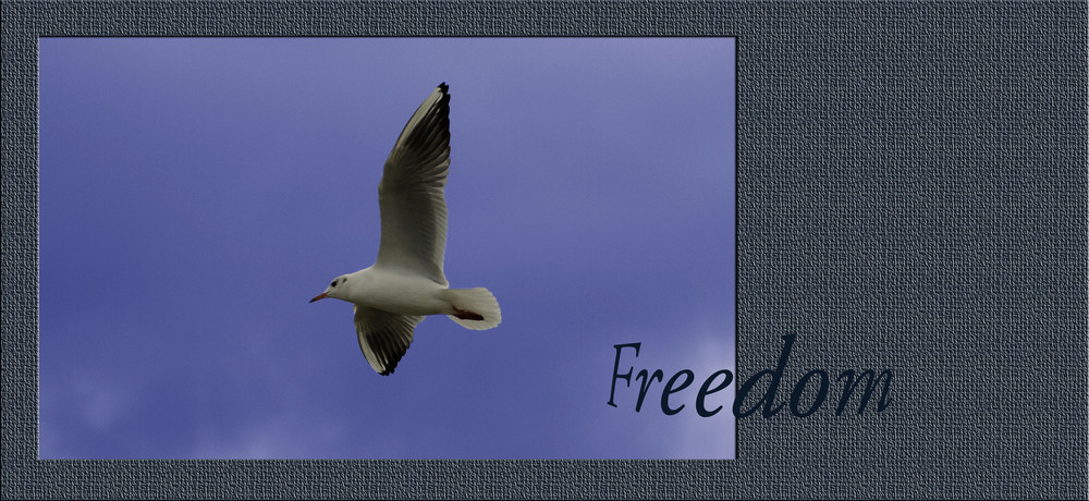 *FREEDOM*