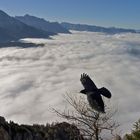 freedom in the sky - Freiheit über den Wolken