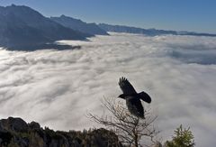 freedom in the sky - Freiheit über den Wolken