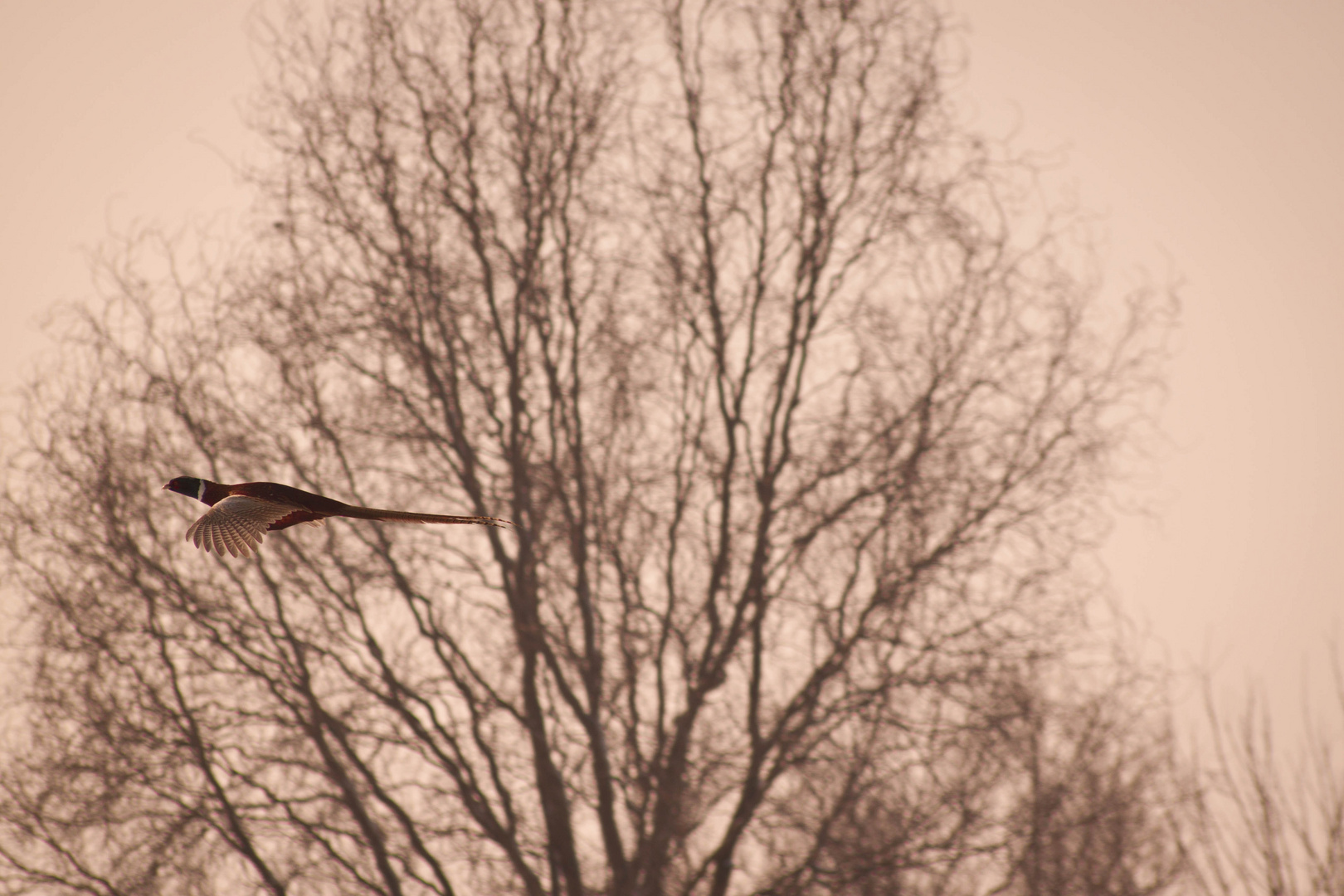 Freedom in the sunset