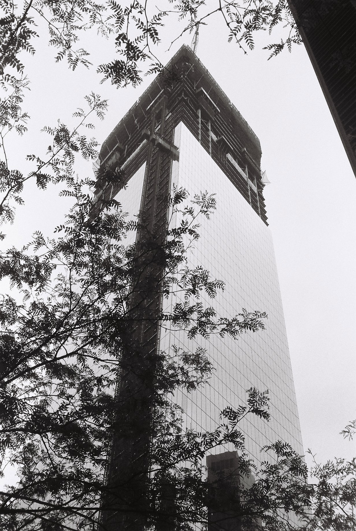 Freedom Tower Tree