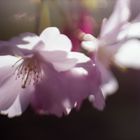 Freelensing 1