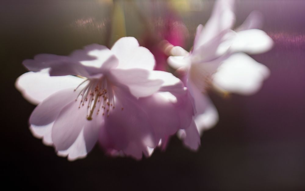 Freelensing 1