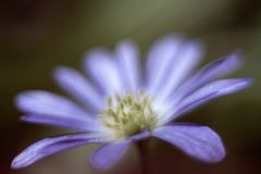 Freelensing