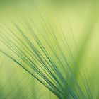 Freelensing im Getreidefeld