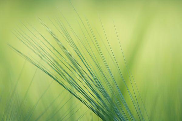 Freelensing im Getreidefeld
