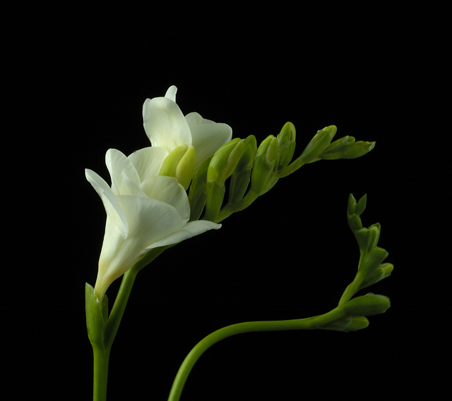 Freesia #2