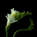 Freesia #2