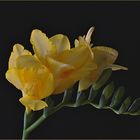 Freesia