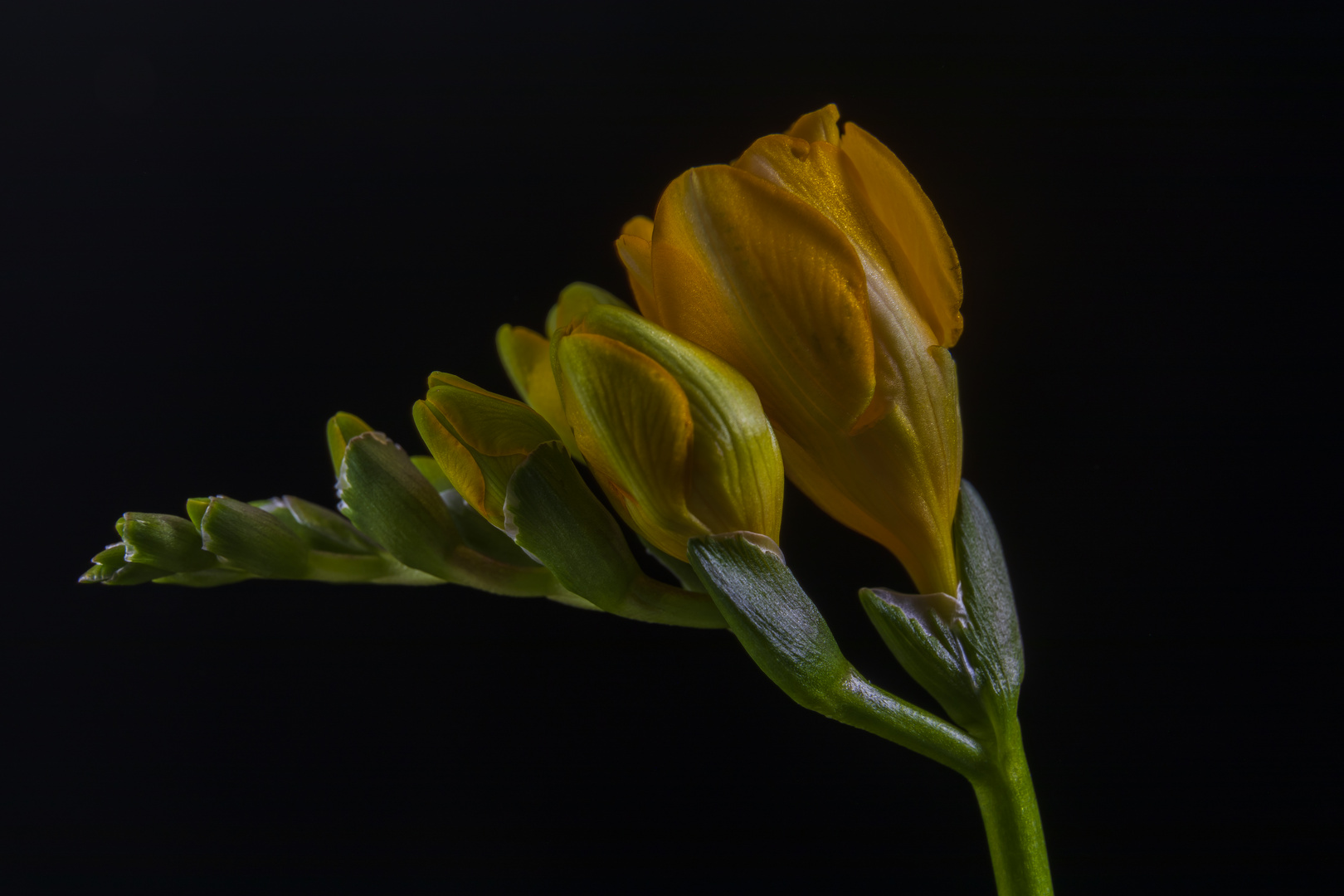 Freesia 