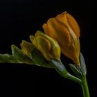 Freesia 