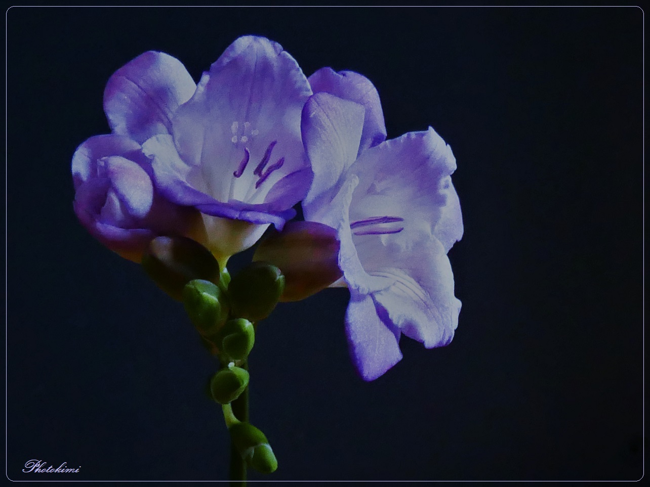 Freesia