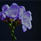 Freesia