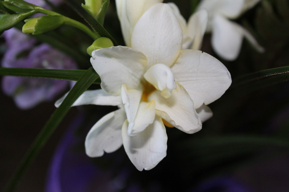 freesia