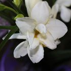 freesia