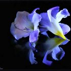 Freesia 