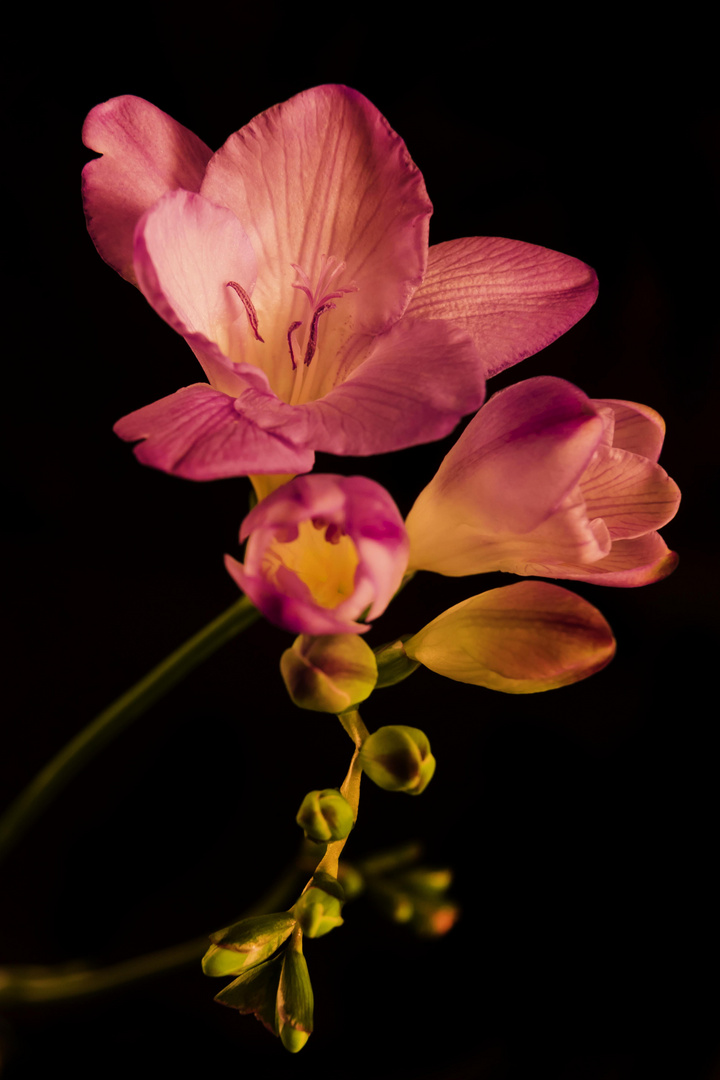 Freesia die Blume 