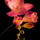 Freesia die Blume 