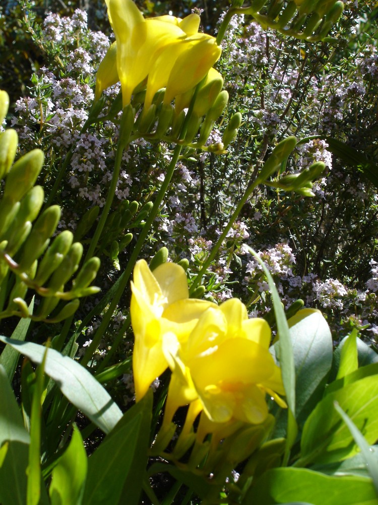 Freesia: douce effervescence des sens..