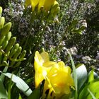 Freesia: douce effervescence des sens..