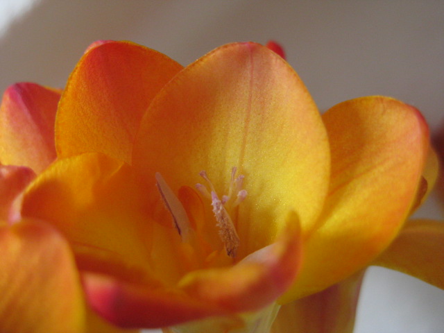 freesia