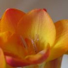 freesia