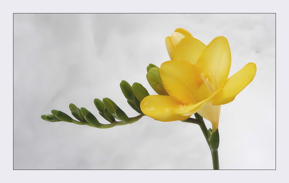 Freesia-Hybriden