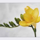 Freesia-Hybriden