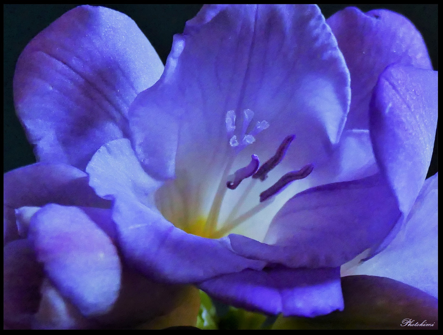 Freesia im Makro