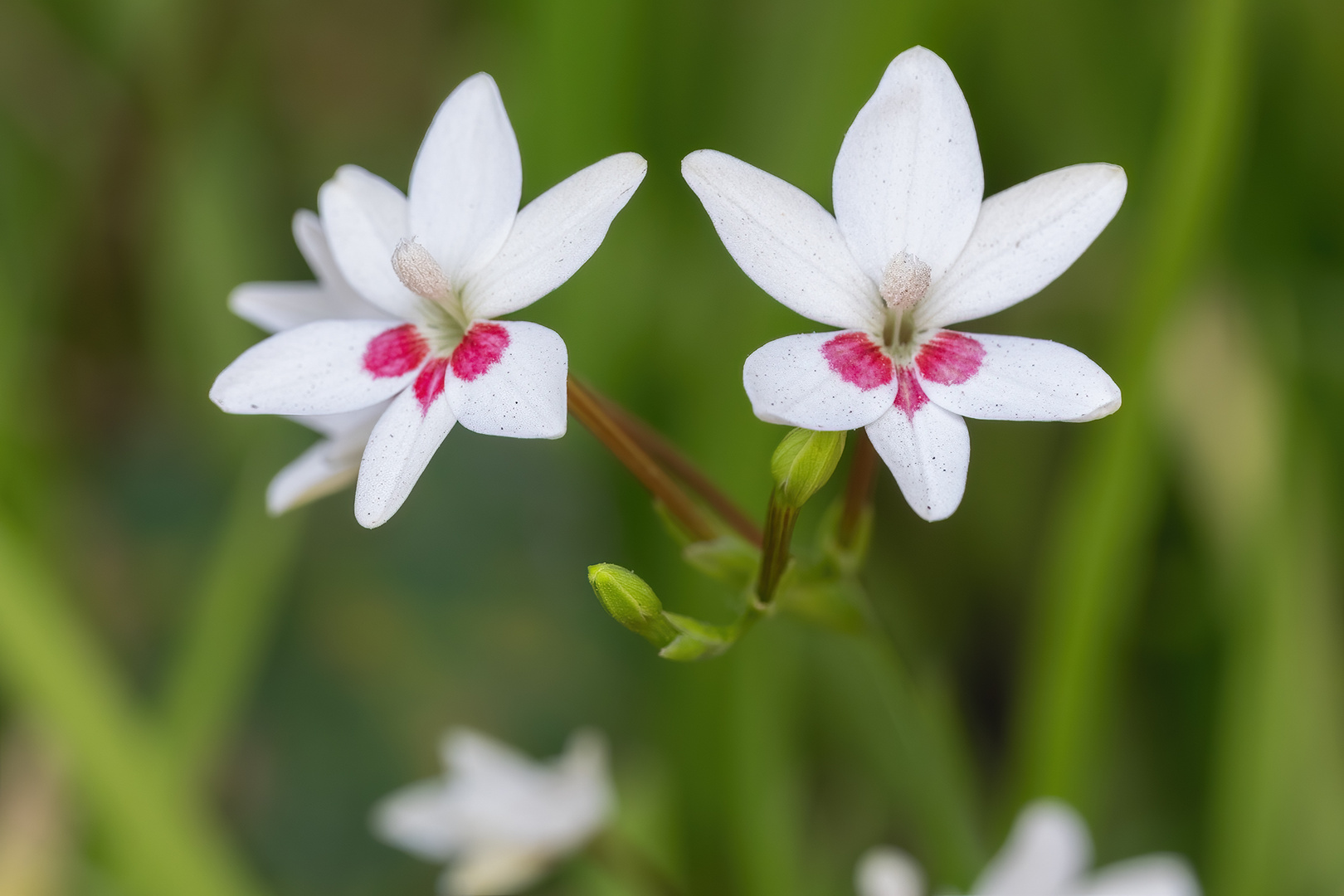 Freesia laxa