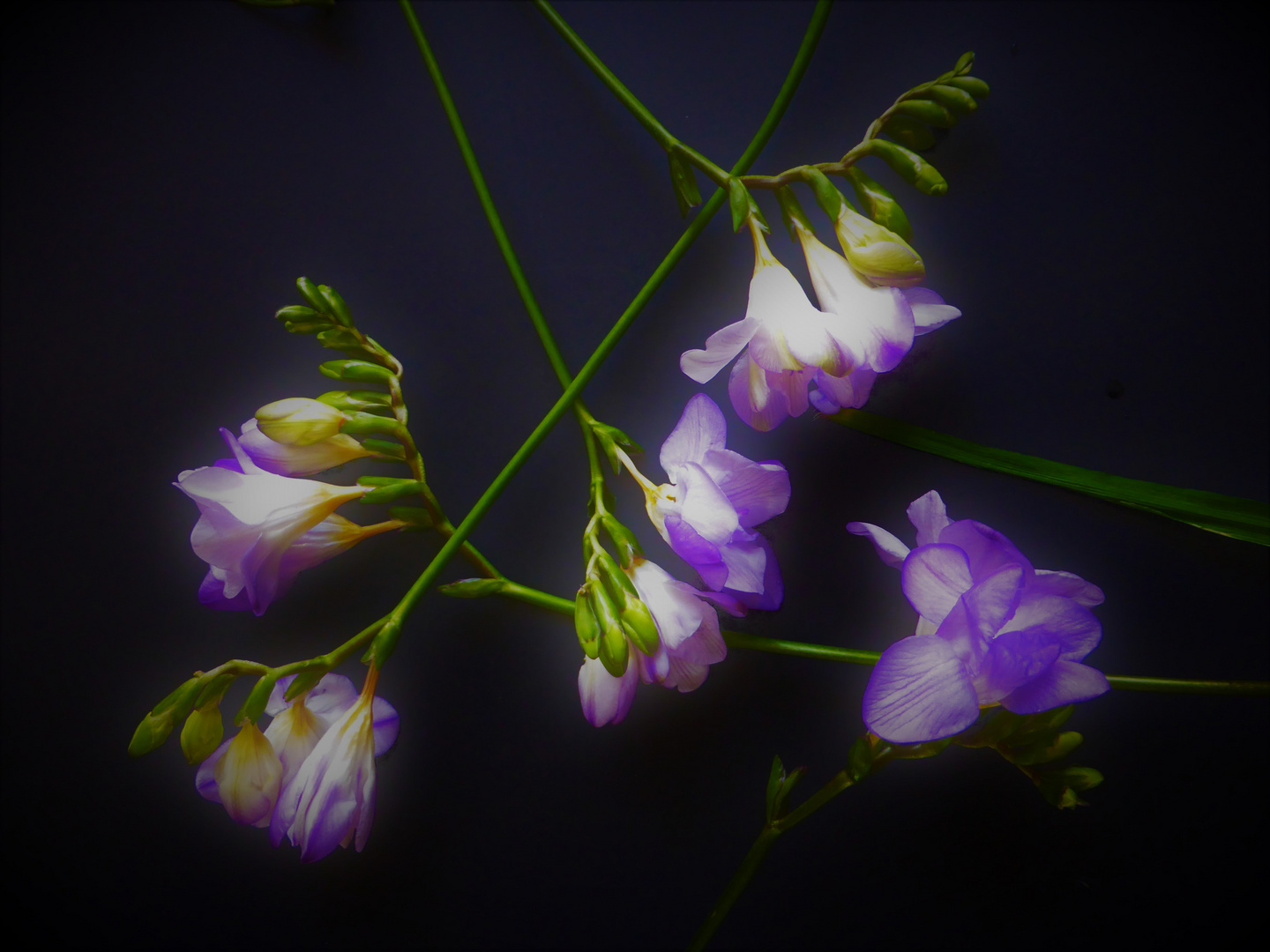 Freesia refracta II