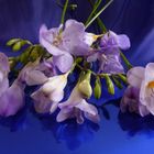 Freesia refracta III