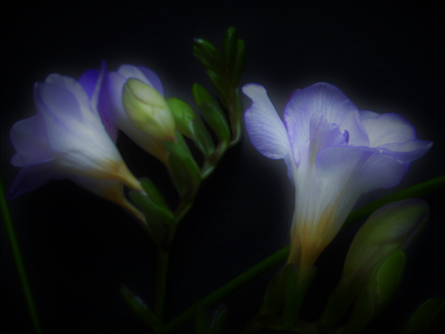 Freesia refracta IV