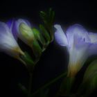 Freesia refracta IV