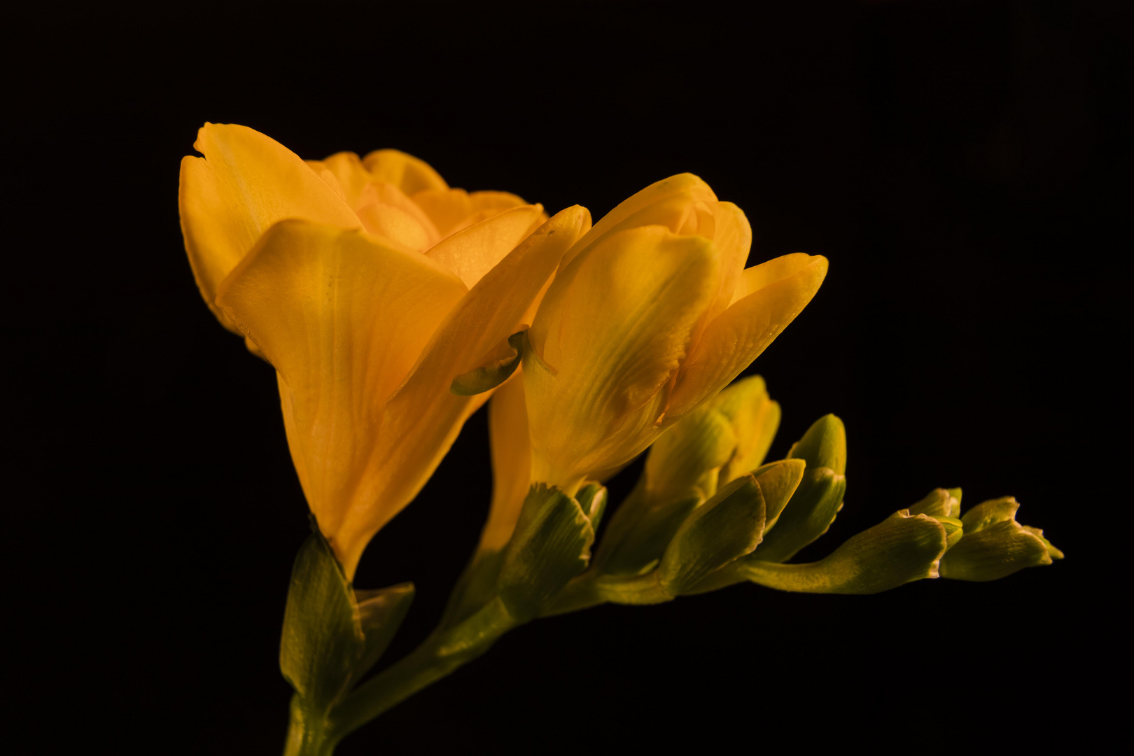 Freesia Tag 2