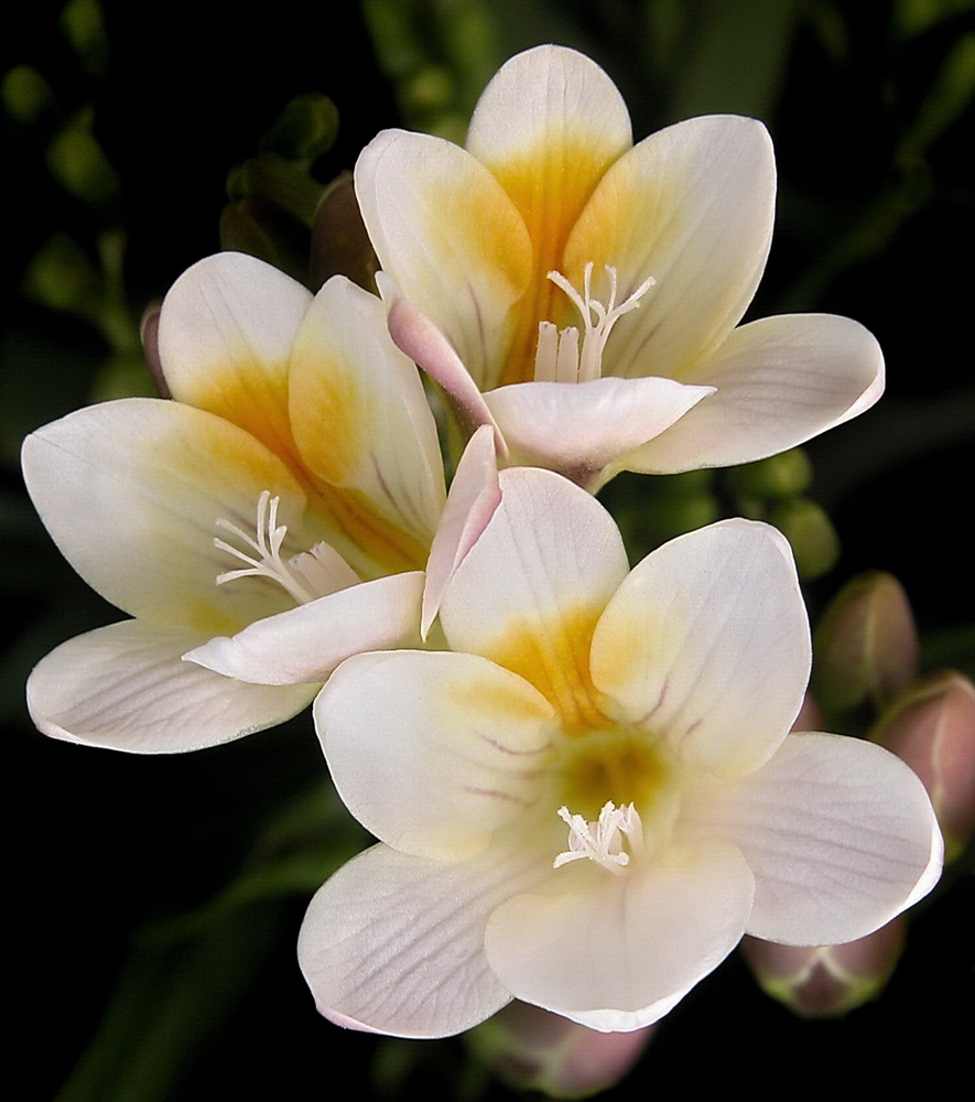 Freesien (freesia) Foto & Bild | pflanzen, pilze & flechten, blüten ...