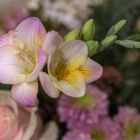 Freesien - Freesia - Freesia x hybrida