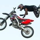 Freestyle motocross