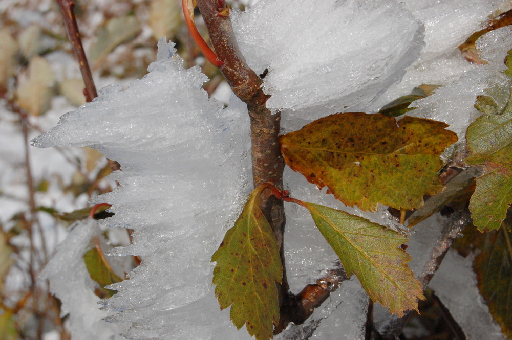 freezer à ciel ouvert