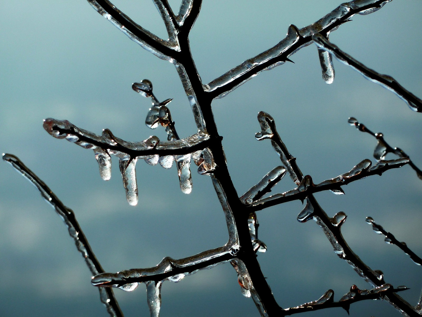 Freezing Branches