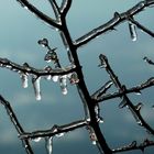 Freezing Branches