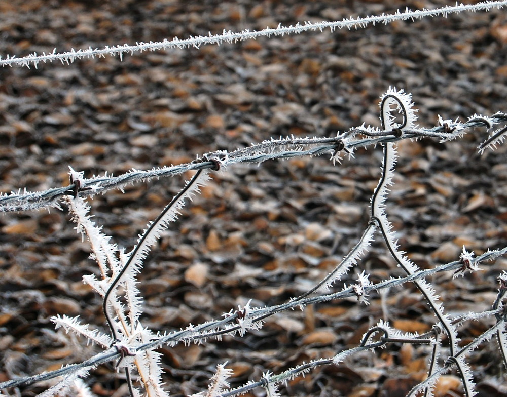 Freezing Fog can be beautiful