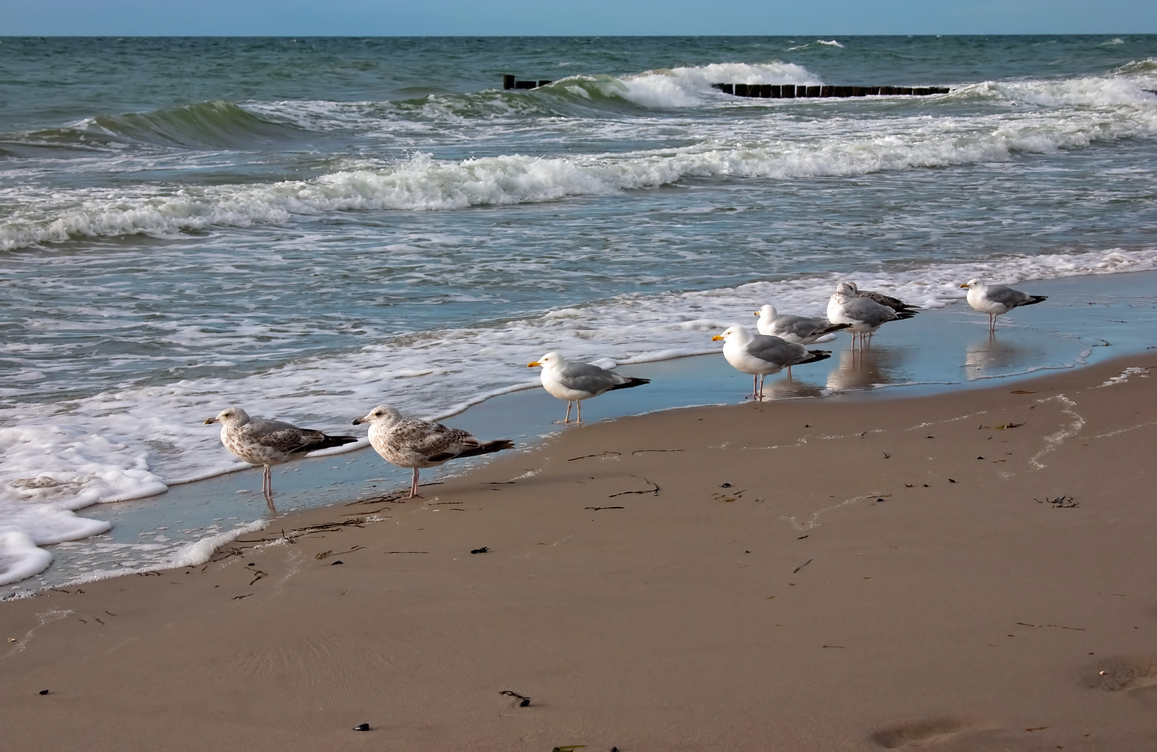 freezing gulls, Balzic Sea Germany Juli 2012